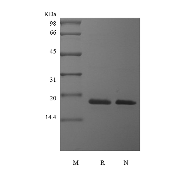 Recombinant Human Pleiotrophin