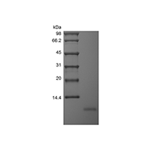 Recombinant Human Neuritin