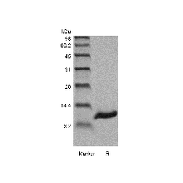 Recombinant Human Persephin