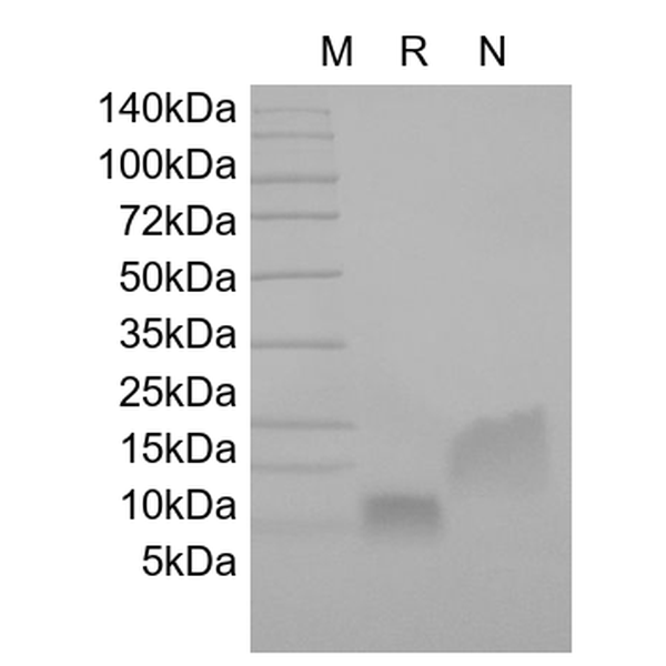 Recombinant Human Beta-defensin 1, 47a.a.