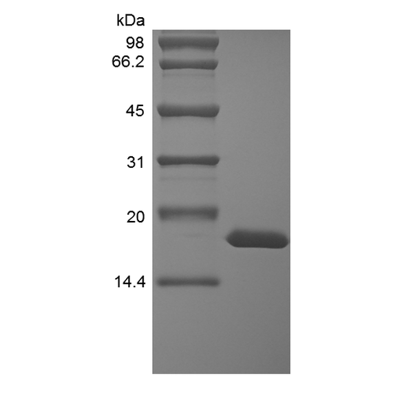 Recombinant Rhesus Macaque Interleukin-1 alpha