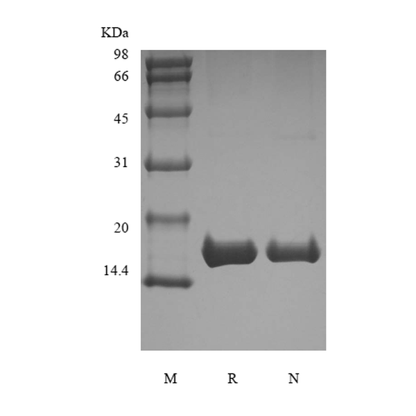 Recombinant Rhesus Macaque Interleukin-1 beta