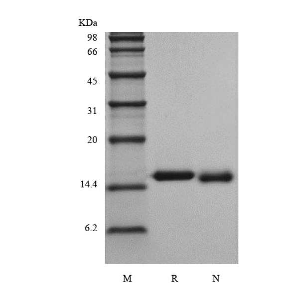 Recombinant Rhesus Macaque Interleukin-3