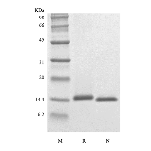 Recombinant Rhesus Macaque Interleukin-4