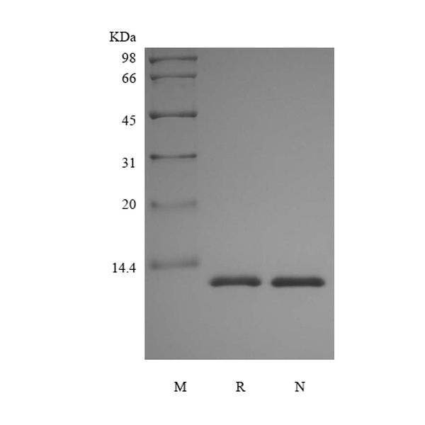 Recombinant Rhesus Macaque Interleukin-13