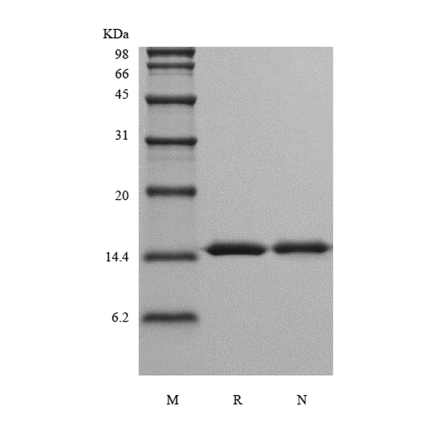 Recombinant Rhesus Macaque Interleukin-16