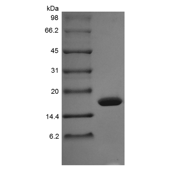 Recombinant Rhesus Macaque Granulocyte Colony Stimulating Factor