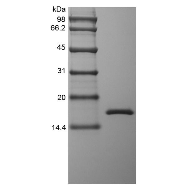 Recombinant Rhesus Macaque Tumor Necrosis Factor-alpha/TNFSF2