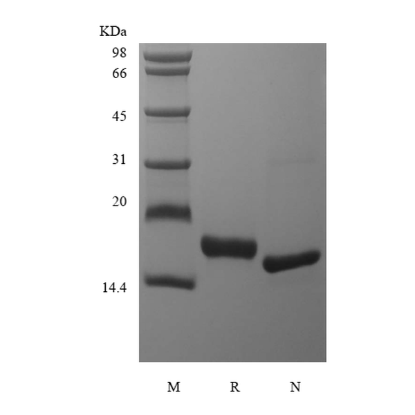 Recombinant Rhesus Macaque Fms-related Tyrosine Kinase 3 Ligand