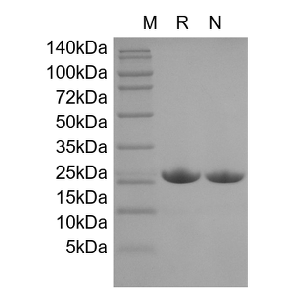 Recombinant Murine Interleukin-1 Receptor Antagonist Protein