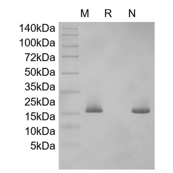 Recombinant Murine SF-20/IL-25