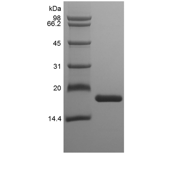 Recombinant Murine Interleukin-36 alpha, 160a.a.