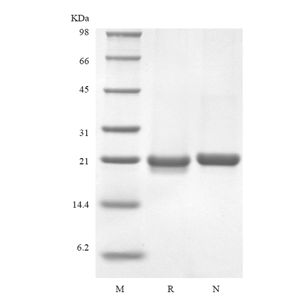 Recombinant Murine Interleukin-36 beta, 183a.a.