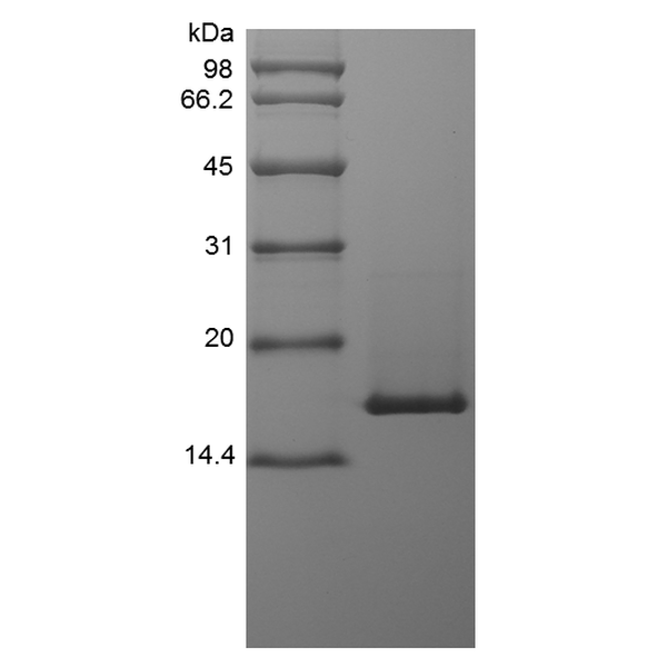 Recombinant Murine Interleukin-36 beta, 153a.a.