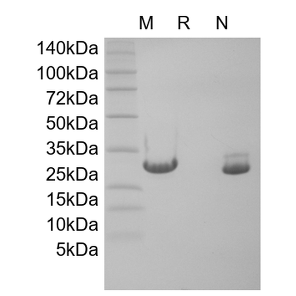 Recombinant Murine Oncostatin-M