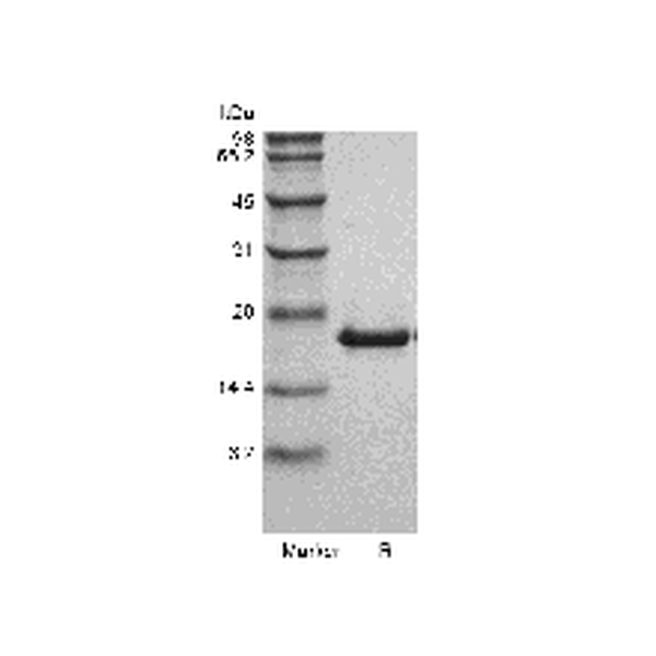 Recombinant Murine LIGHT/TNFSF14