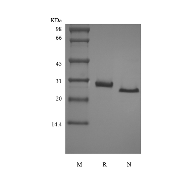 Recombinant Murine soluble Tumor Necrosis Factor Receptor Type II/TNFRSF1B