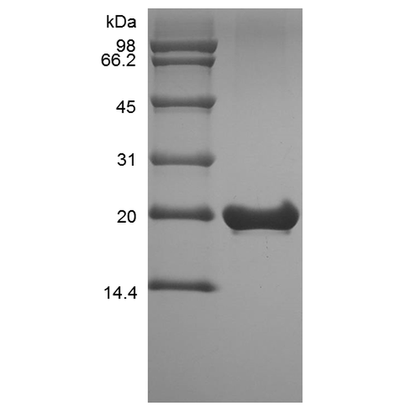 Recombinant Murine Fibroblast Growth Factor 18
