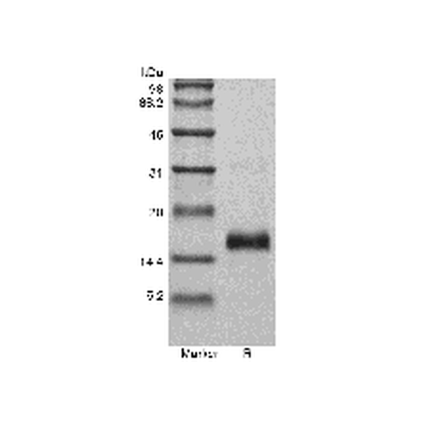 Recombinant Murine Vascular Endothelial Growth Factor 120