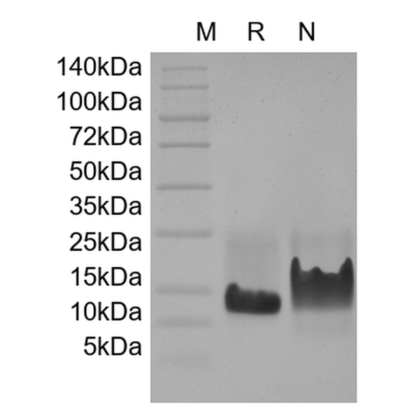 Recombinant Murine Heparin-binding EGF-like Growth Factor