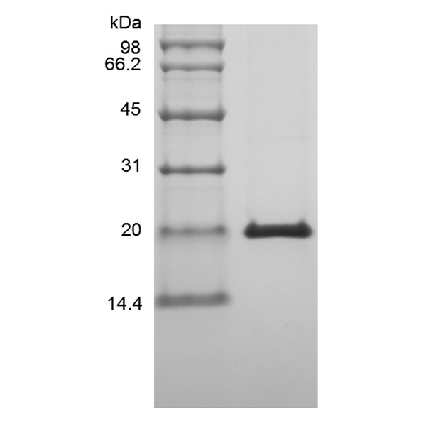 Recombinant Murine Interferon-lambda2/Interleukin-28A