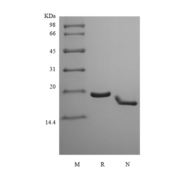 Recombinant Murine Interferon-lambda3/Interleukin-28B