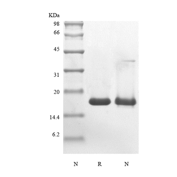 Recombinant Murine Glia Maturation Factor beta