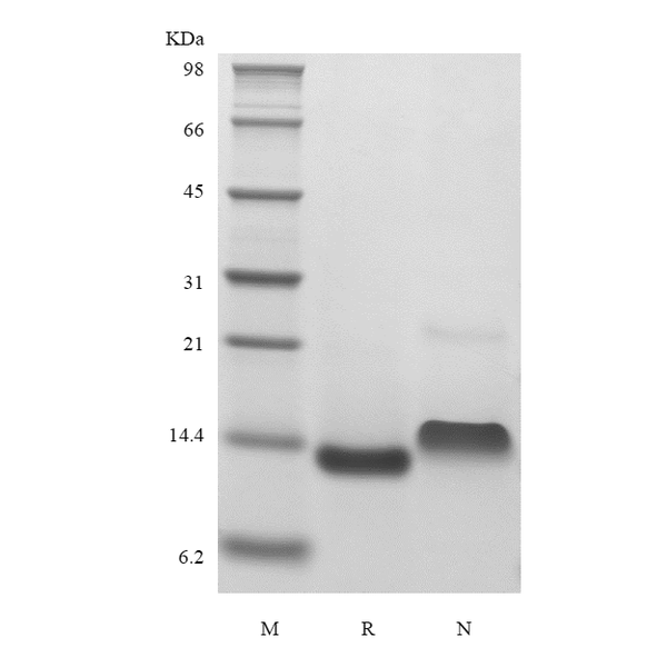 Recombinant Murine Betacellulin