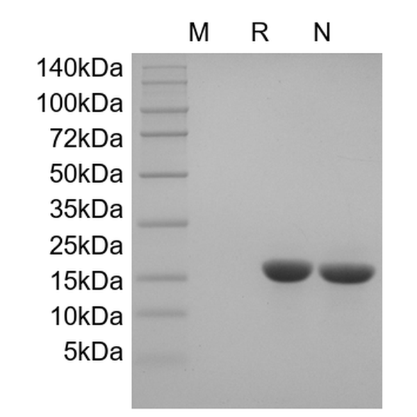 Recombinant Murine Cerebral Dopamine Neurotrophic Factor