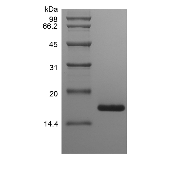 Recombinant Murine Midkine