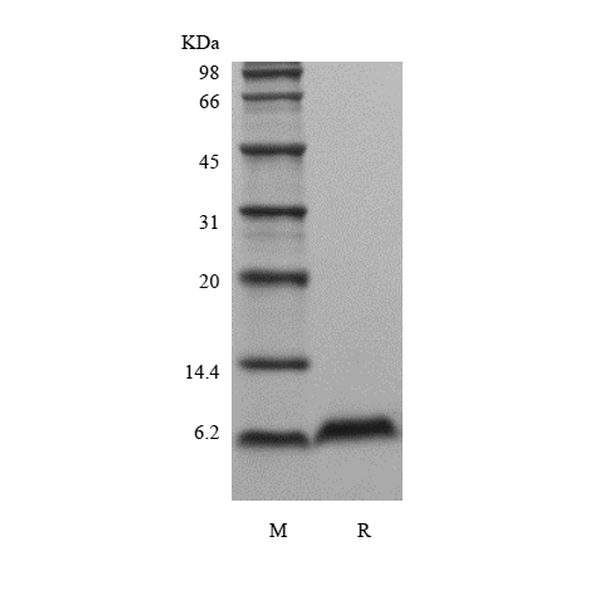 Recombinant Murine Beta-defensin 2