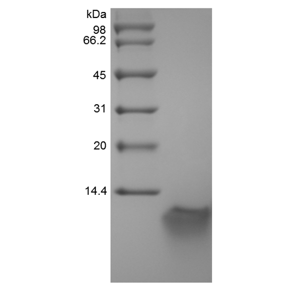 Recombinant Murine Beta-defensin 3
