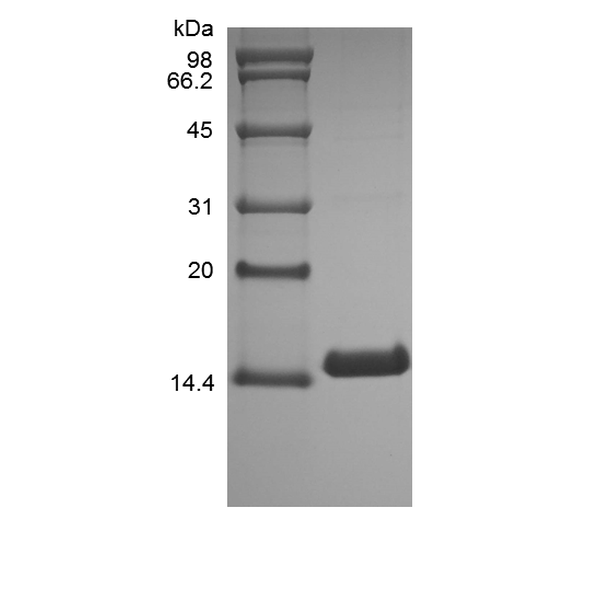 Recombinant Canine Interleukin-3