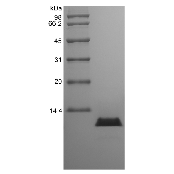 Recombinant Canine Interleukin-8/CXCL8