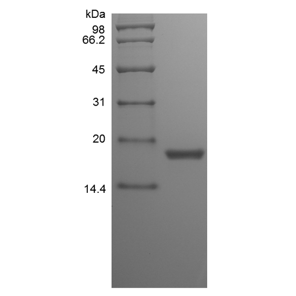 Recombinant Canine Stem Cell Factor