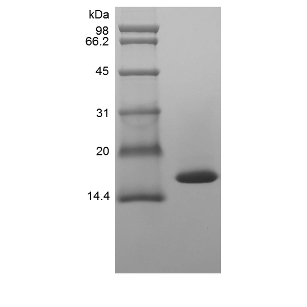 Recombinant Canine Tumor Necrosis Factor-alpha/TNFSF2