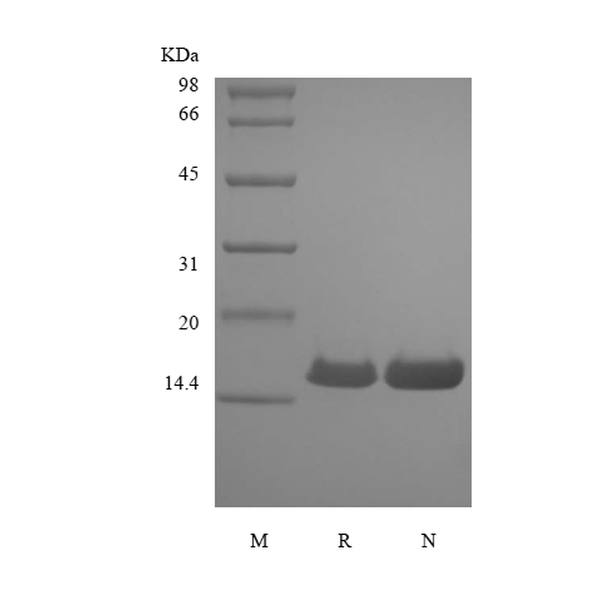 Recombinant Canine Interferon-gamma