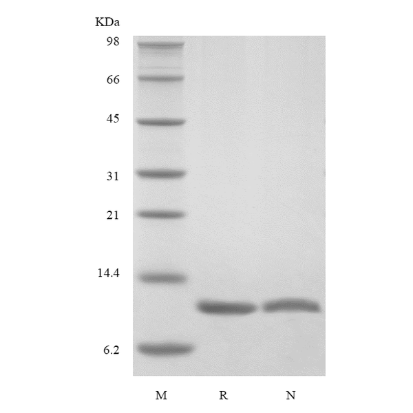 Recombinant Rat Interleukin-13, 113a.a.