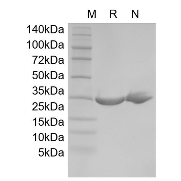 Recombinant Rat Oncostatin-M
