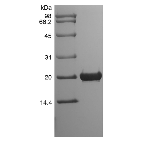 Recombinant Rat Fibroblast Growth Factor 18