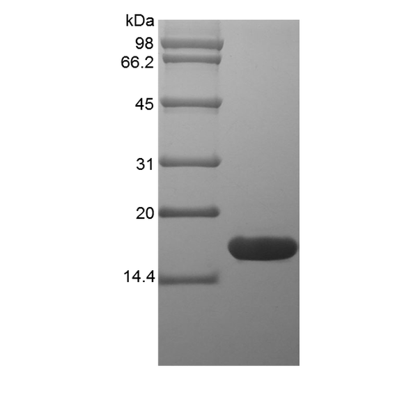 Recombinant Rat Glia Maturation Factor beta