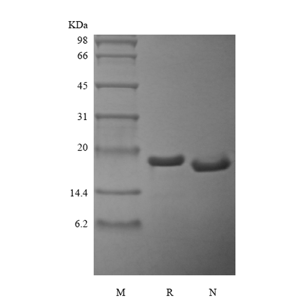 Recombinant Rat Mesencephalic Astrocyte-Derived Neurotrophic Factor