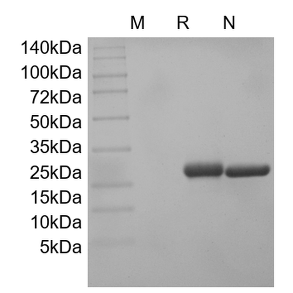 Recombinant Rat Cerebral Dopamine Neurotrophic Factor