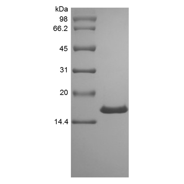 Recombinant Rat Midkine