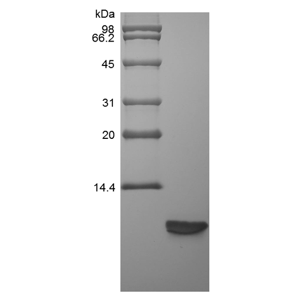 Recombinant Rat Beta-defensin 3