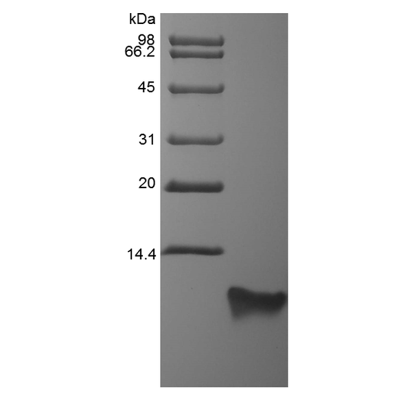 Recombinant Rat Beta-defensin 4