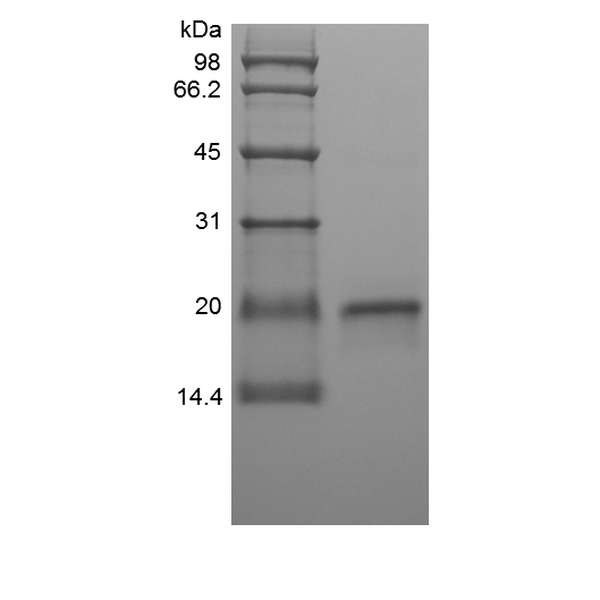 Recombinant Ovine Interferon-tau