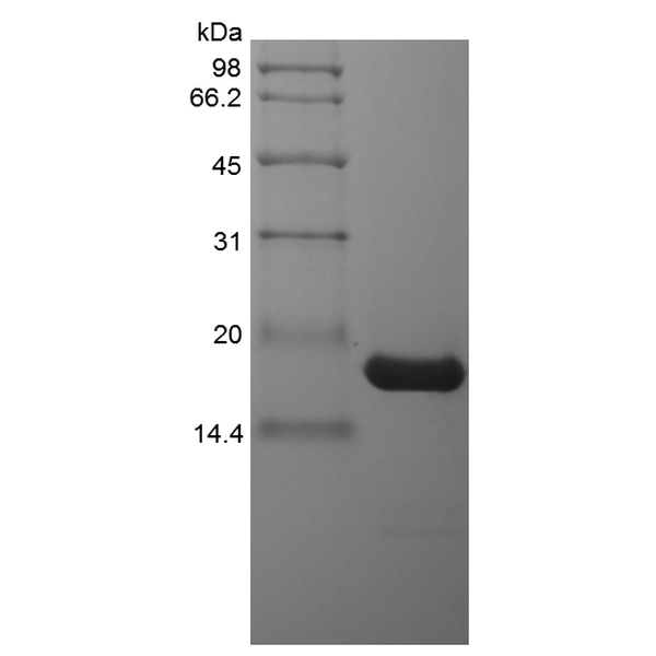 Recombinant Porcine Interleukin-1 beta