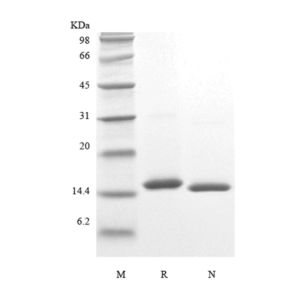 Recombinant Porcine Interleukin-2