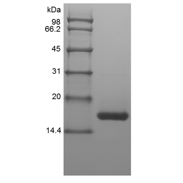 Recombinant Equine Interleukin-1 beta